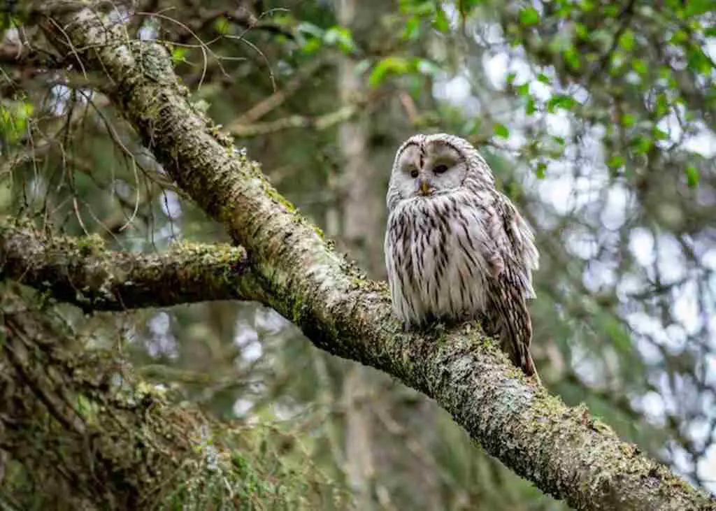 A barred owl perched in a tree looking for prey.