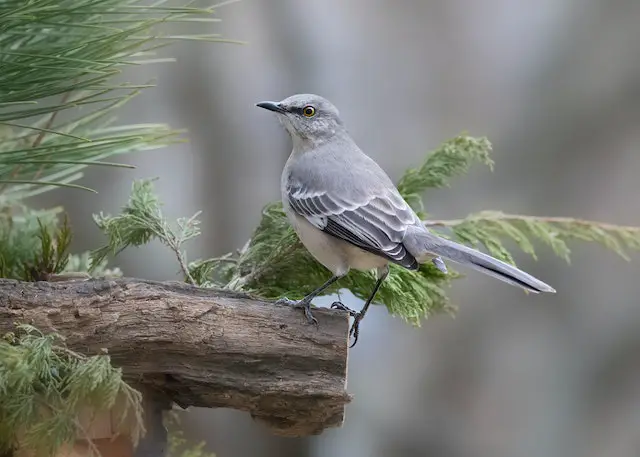 Northern Mockingbird perched on a large piece of wood.