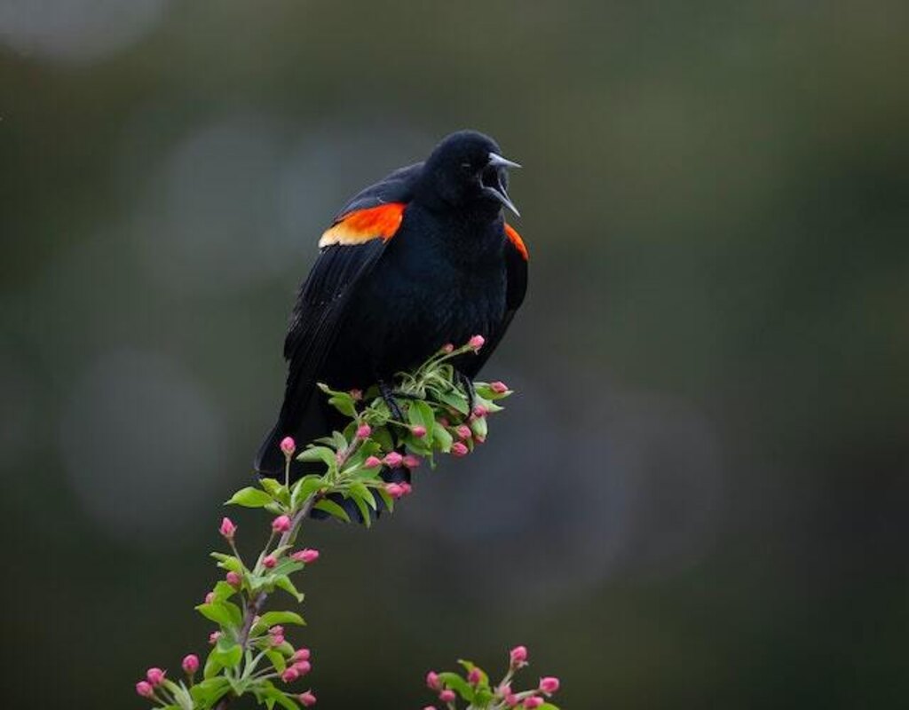 A red-winged blackbird perched in a tree.
