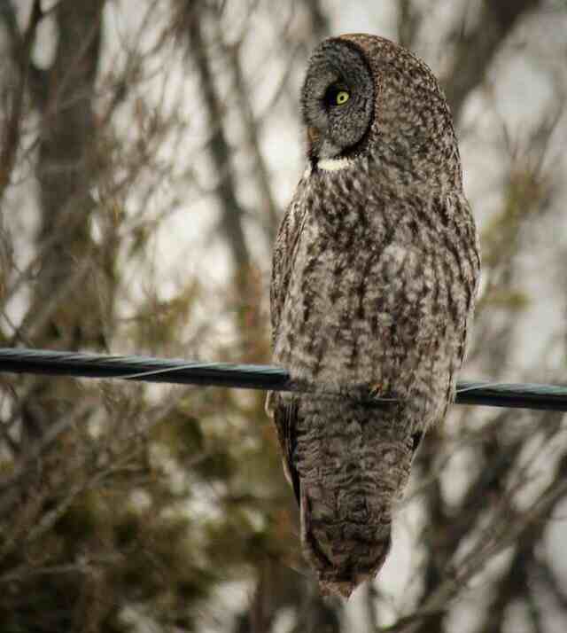 A Gray owl in a tree.