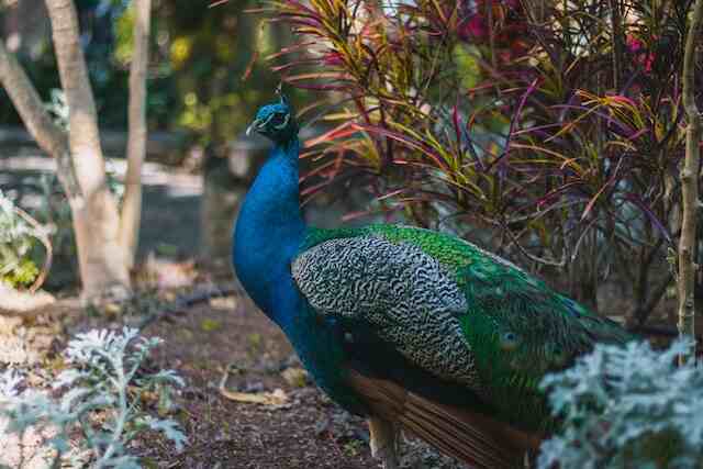 A peacock walking around in a park.