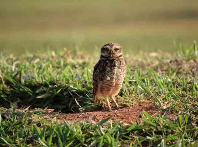 A burrowing owl coming out of its underground burrow.
