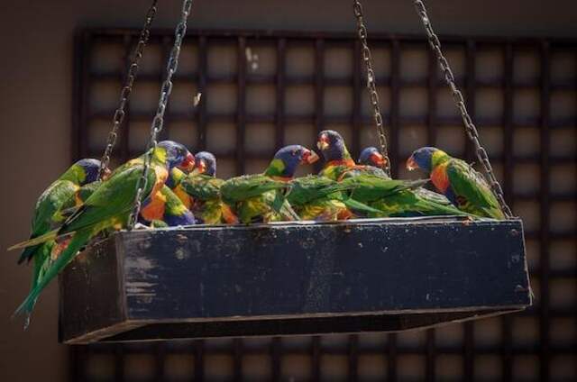 A group of rainbow lorikeets eating from a platform feeder.