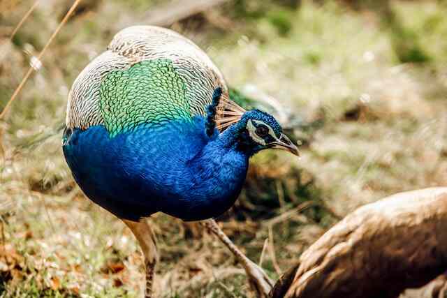 A blue peacock foraging for food.