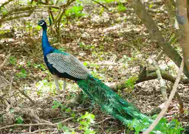 An Indian blue peacock in the forest.