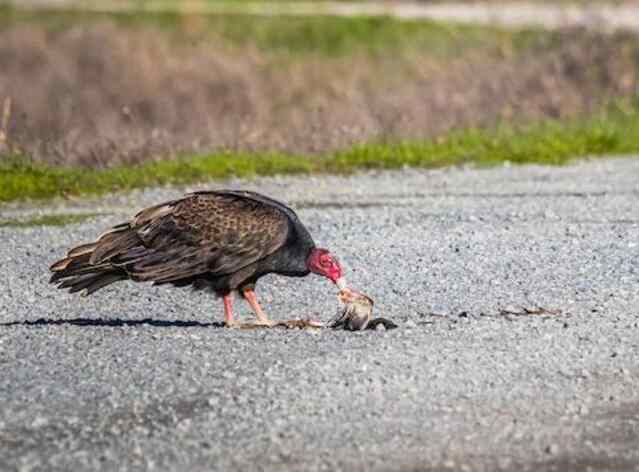 A turkey vulture eating a dead animal.
