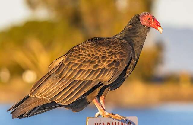 A turkey vulture perched on a wooden post.
