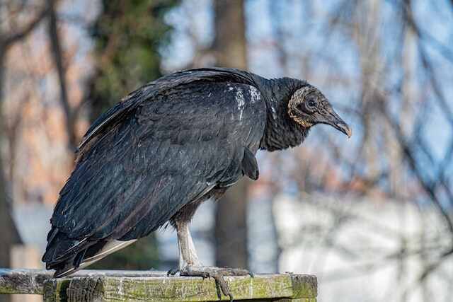 A black vulture perched on a deck.