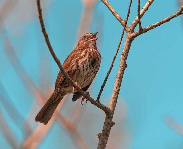 A Song Sparrow perched in a tree singing.