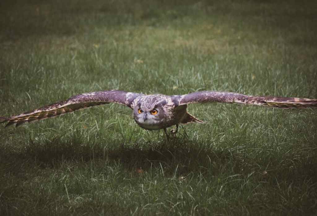 An owl flying close to ground with its wins spread open.