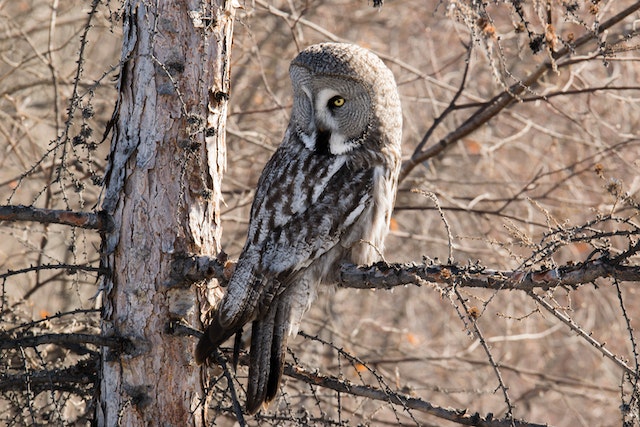 An owl perched in a tree searching for food.