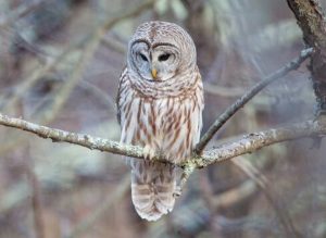 Do Owls Eat Rabbits? Uncovering the Hunting Habits!