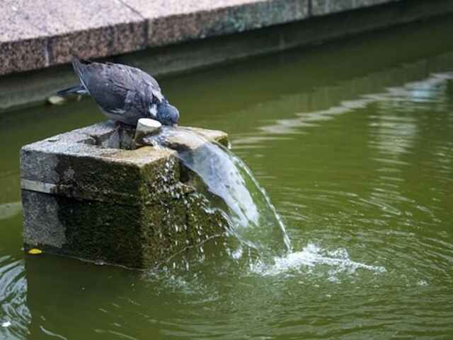 A pigeon drinking from running water.
