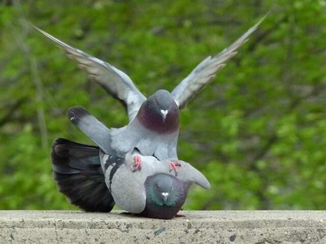 A couple of pigeons mating with each other.