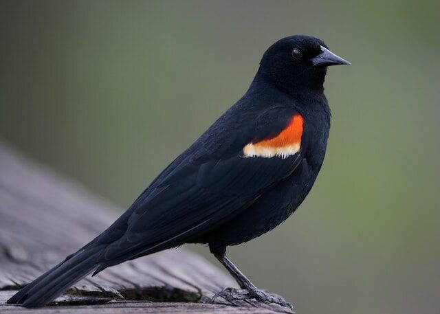 Red-winged Blackbird perched on a railing.