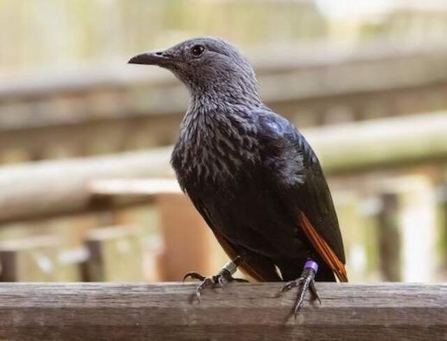 A Red-winged Starling perched on a railing.