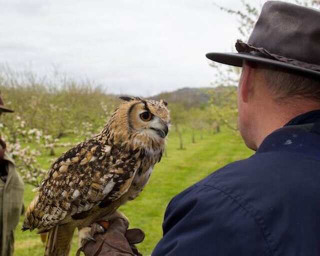 An owl perched on its owner's arm.