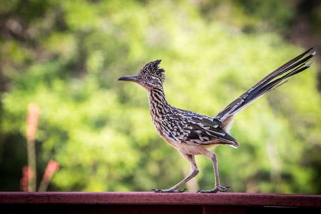 A Roadrunner perched on a deck railing.