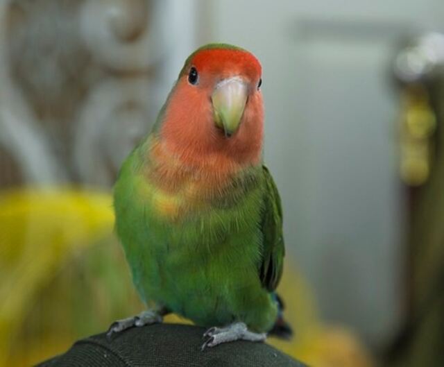 A Rosy-faced Lovebird .