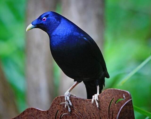 A Satin Bowerbird perched on a fence.