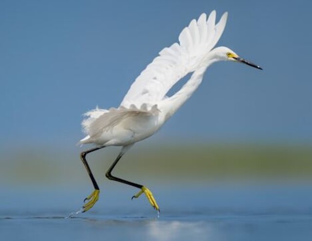 A Snowy Egret with yellow feet dancing on water.