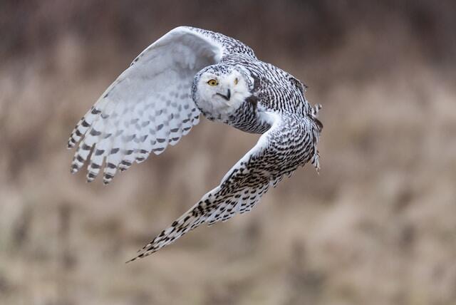 A snowy owl flying during the day.
