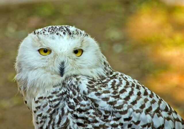 A close up shot of a snowy owl.