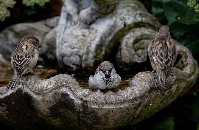 Three sparrows perched onto the side of a bird bath.