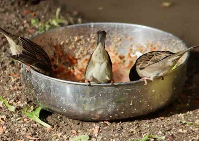 Three sparrows with their heads in a bowl, eating food.