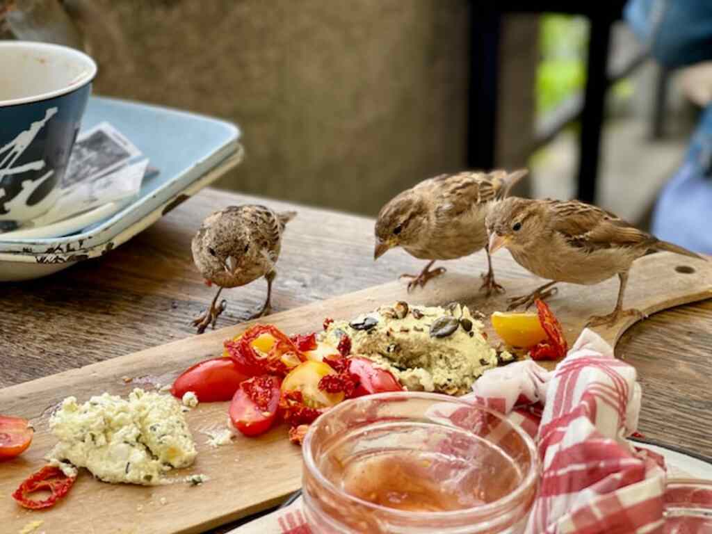 Three sparrow on a picnic table trying to decide what to eat first.