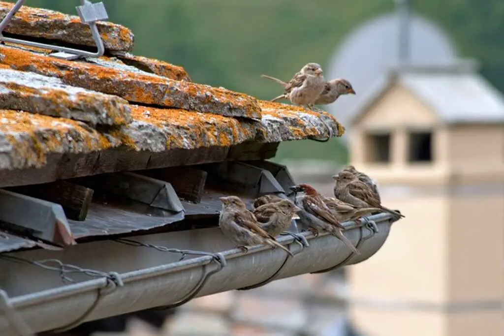 A group of sparrows perched on an eaves trough.