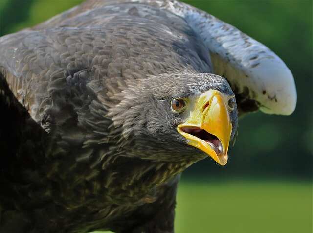An angry Steller' s Sea Eagle .