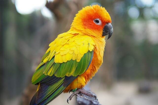A Sun Conure perched on a fence.