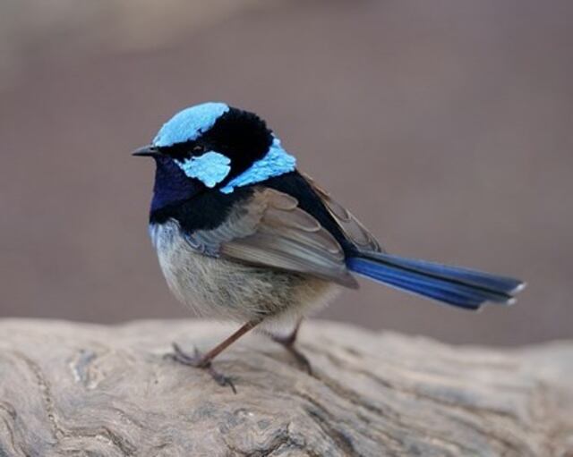 A Superb Fairywren perched on a large rock.