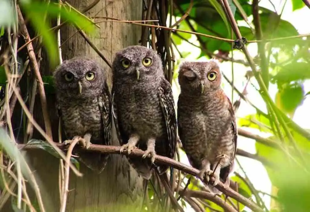 Three owls perched in a tree side by side.