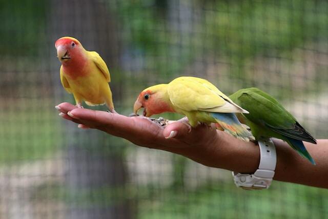 Three parrots eating out of the owner's hand.
