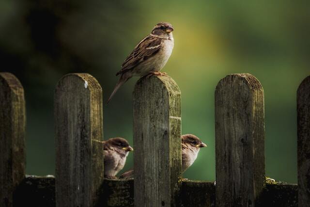 Three sparrows perched on a wooden fence in the early morning hours, chirping and singing.