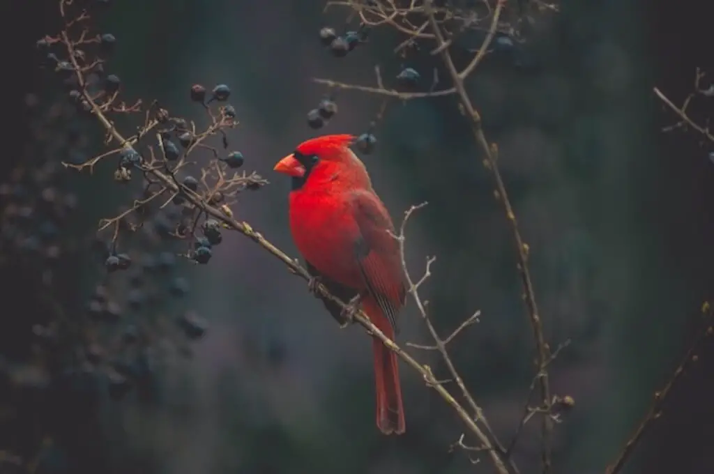 A Northern Cardinal perched in a tree eating off the crepe myrtle