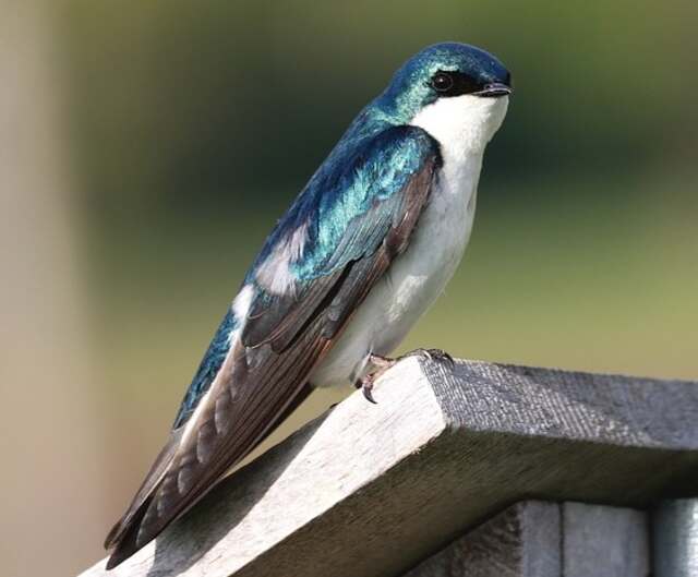 A Tree Swallow perched on a rooftop.