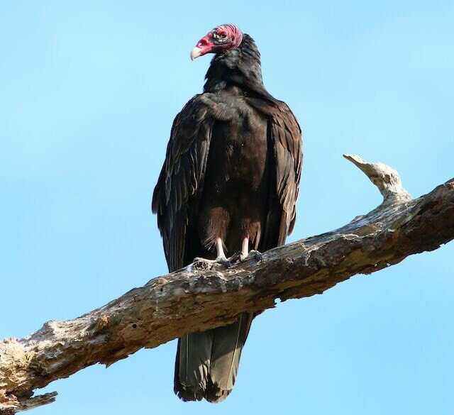 A turkey vulture perched on a tree branch.