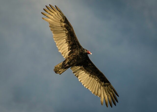 A Turkey vulture flying in the air with its wings wide open.