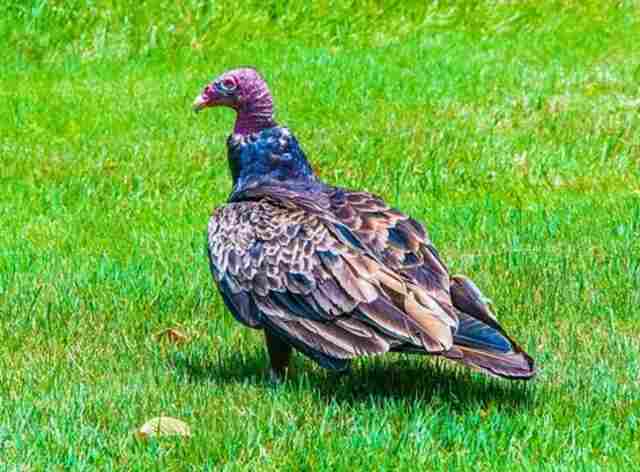A Turkey Vulture foraging on grass.