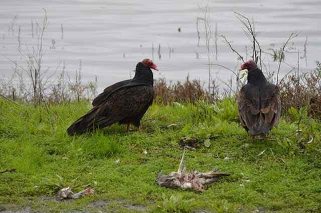 A couple of Turkey Vulture feeding on a carcass.