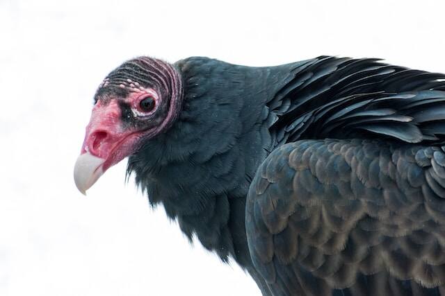 A Turkey Vultures head shot.