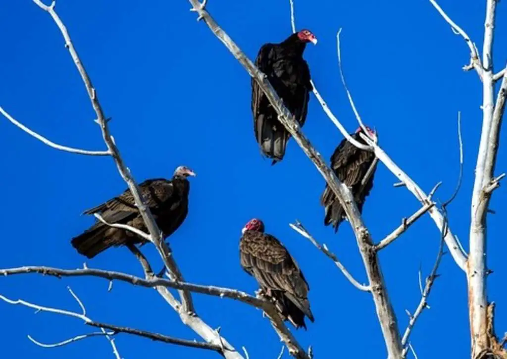 A group of Turkey Vultures perched in a tree.