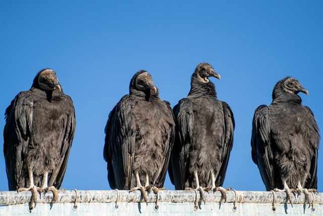 Four Turkey Vultures perched on a ledge.
