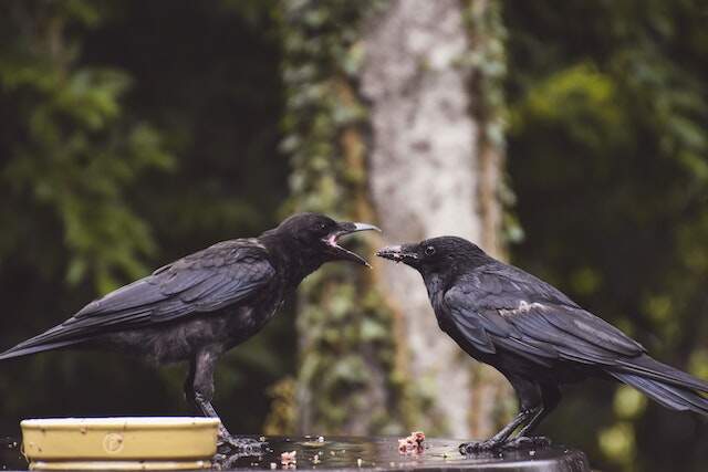 Two crows perched on a table eating.