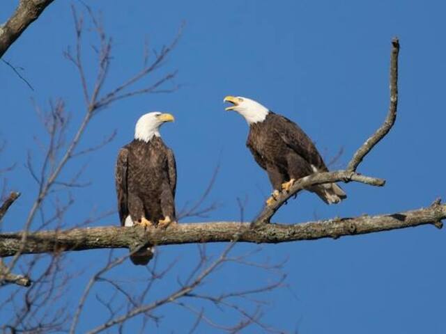 Two eagles perched on a tree.