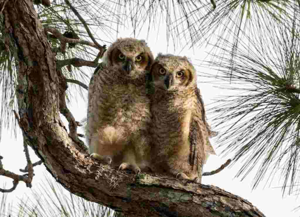 Two owls together perched in a tree.
