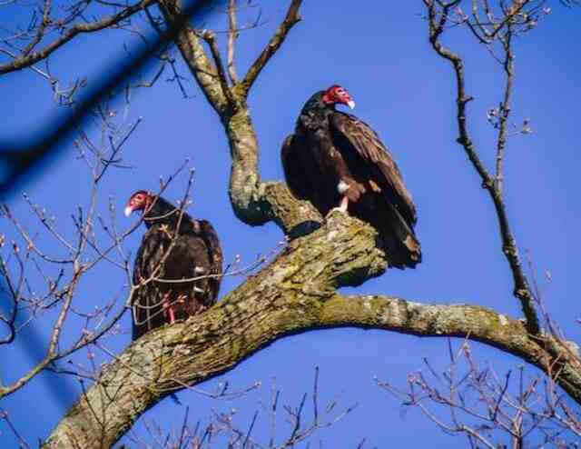 Two Turkey Vultures perched in a tree.